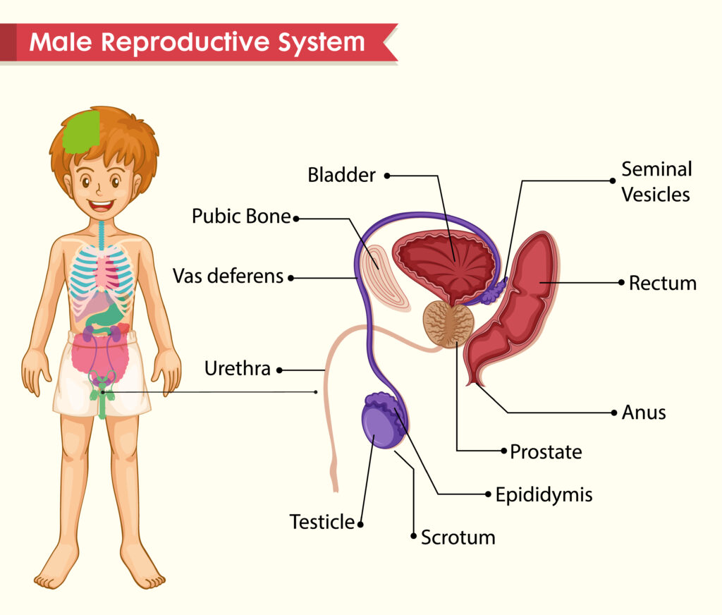 pictures of sexual reproduction in humans