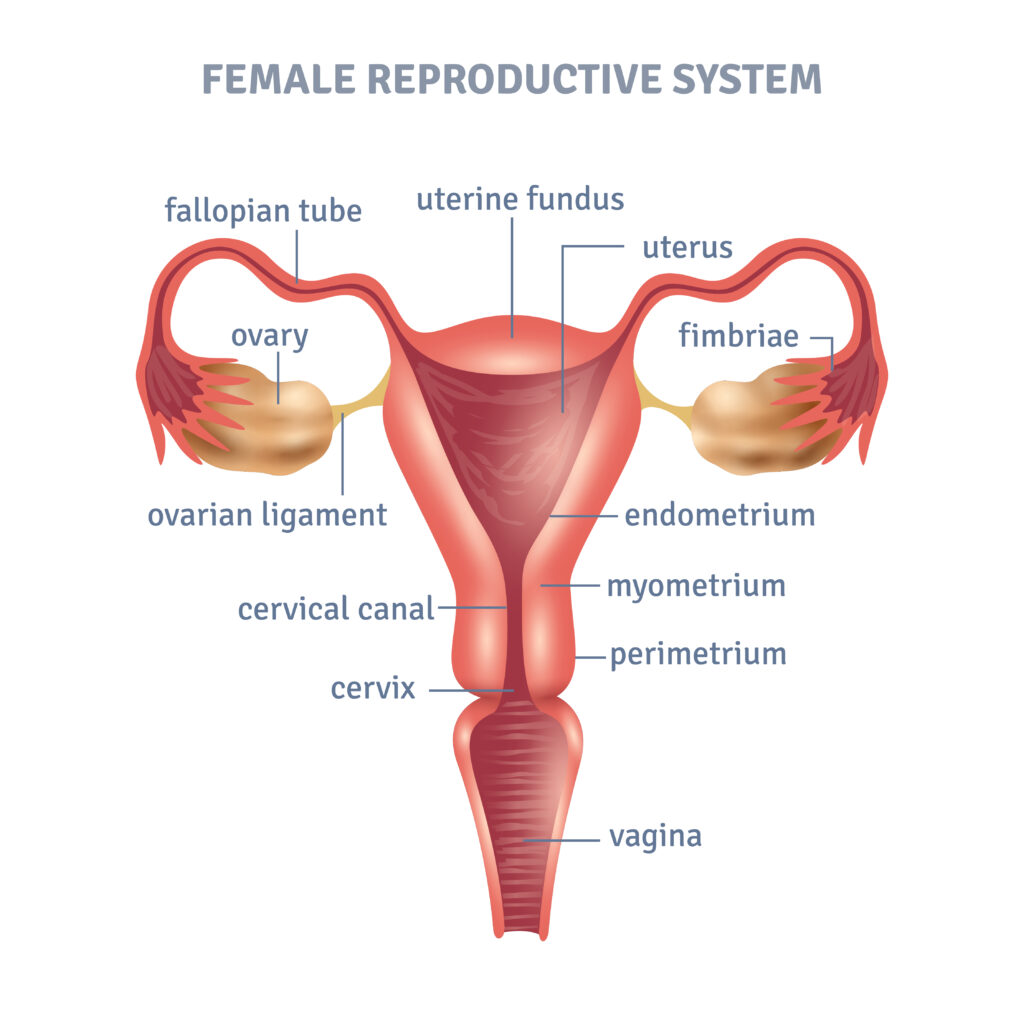 pictures of sexual reproduction in humans
