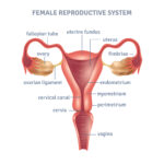 female reproductive system part